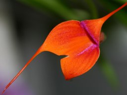 Masdevalliahyb.001